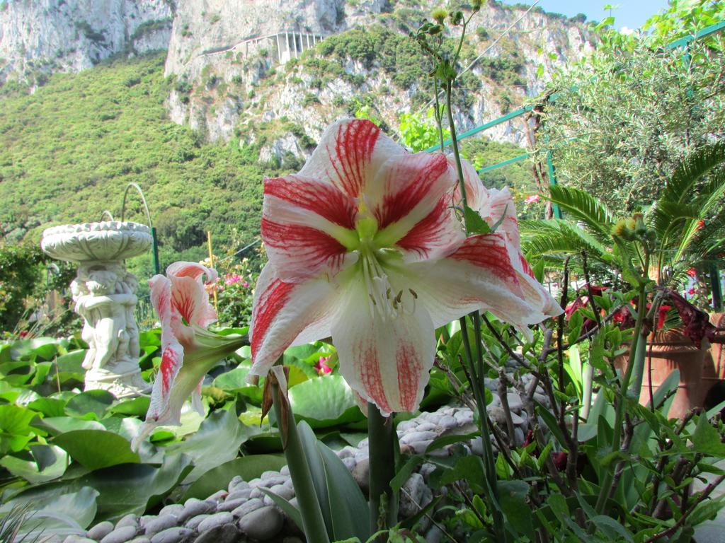 B&B Palazzo A Mare Capri Eksteriør bilde